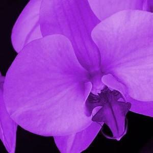 Meet your Posher, Frances